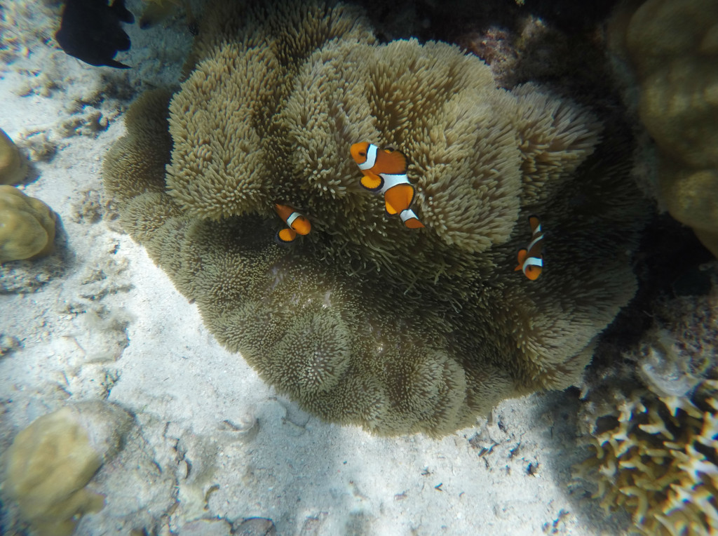 nemo